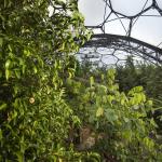 Nutmegs growing in the Rainforest Biome at the Eden Project